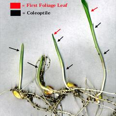 Coleoptile of corn seedlings