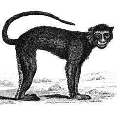 Standing Monkey Print