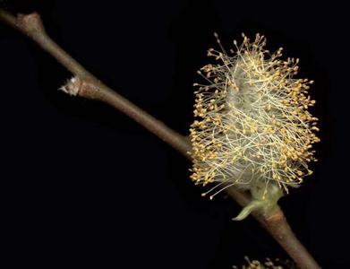 Male inflorescence of willow