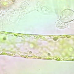 Hydrodictyon movie - through-focused reticulated chloroplast