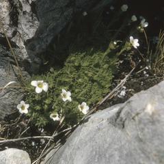 Plant with white flowers, Hacienda Casa Blanca