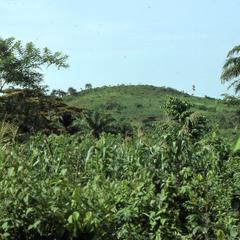 Ilesa palm trees and hills
