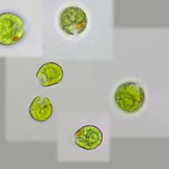 Chlamydomonas - composite of images
