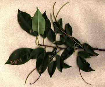 Prunus serotina - bough with old infructescences