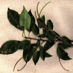 Prunus serotina - bough with old infructescences