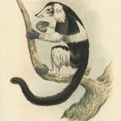Black and White Ruffed Lemur Print