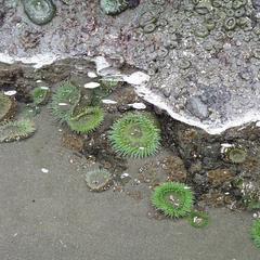 Anemone from the Oregon coast