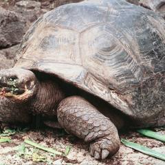 Galápagos Tortoise (Geochelone elephantopus)