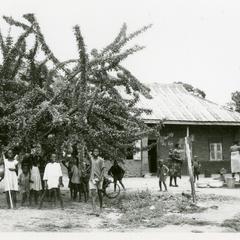 Children playing under calabash tree