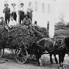 Seven men on a wagon load of peas (?)