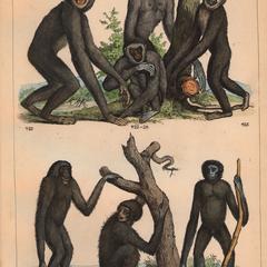Gibbon and Siamang Group Print