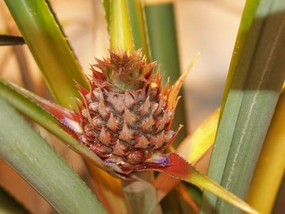 Pineapple in flower