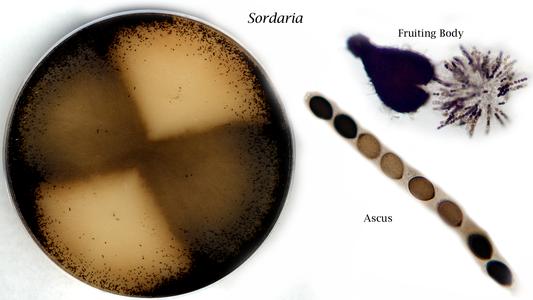 Composite of Sordaria : sexual culture, fruiting body and ascus