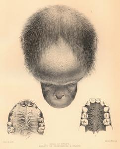 Head of Orang., Palate of Chimpanzee and Orang.