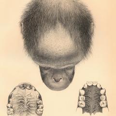 Head of Orang., Palate of Chimpanzee and Orang.