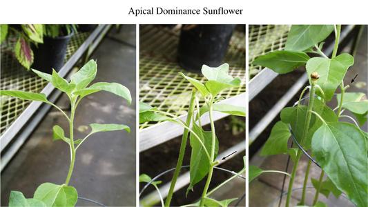 Results of apical dominance lab experiment using sunflower
