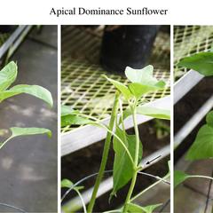 Results of apical dominance lab experiment using sunflower