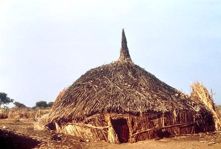 A Nomadic Family's Housing Made from Guinea Corn (Sorghum) Stalks
