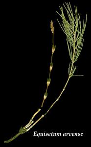 Equisetum arvense - fertile and vegetative shoots