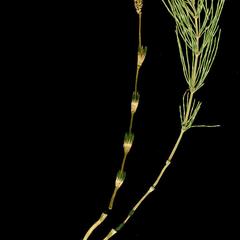 Equisetum arvense - fertile and vegetative shoots
