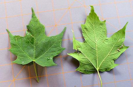 Front and back of leaf of sugar maple