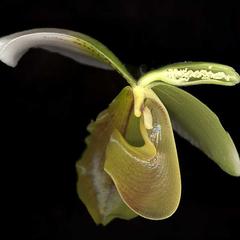 Longitudinal section of exotic ladies slipper orchid