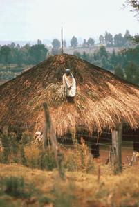 Thatching Roof of Kikuyu House