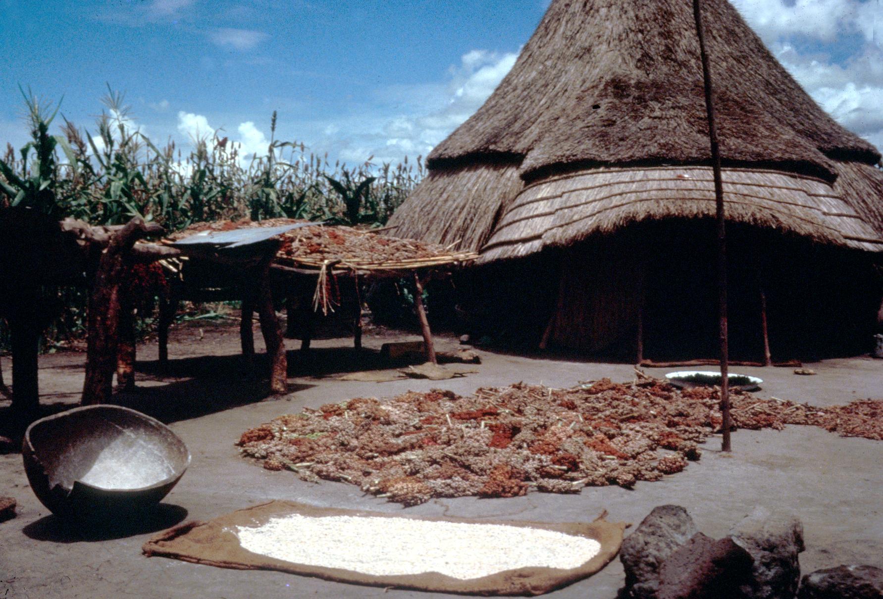 Sorghum Drying in Front of a House
