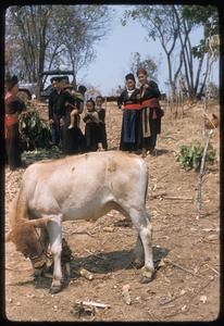 "Nyuj Dab" (Cow Spirit) ritual, image 01