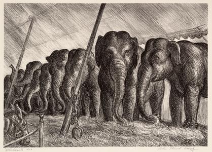 Elephants (Circus Elephants)