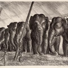 Elephants (Circus Elephants)