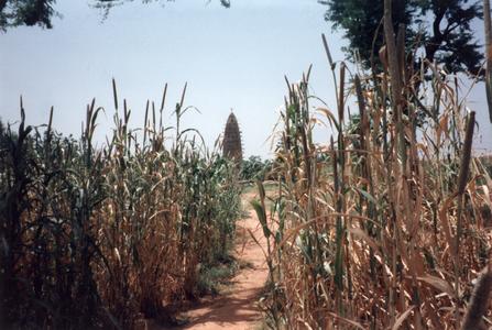 Mosque Through the Millet Fields