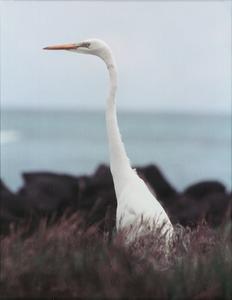 Great Egret (Casmerodius albus)