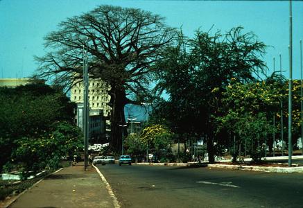 Cotton Tree in Heart of Freetown near the State House