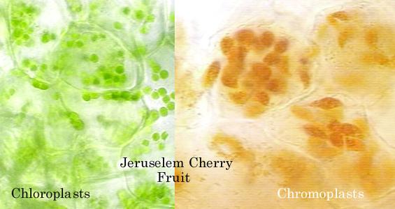 Composite of the tissue of ripe and green Jerusalem cherry fruit showing chloroplasts and chromoplasts