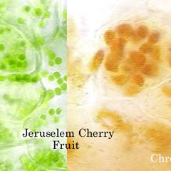 Composite of the tissue of ripe and green Jerusalem cherry fruit showing chloroplasts and chromoplasts