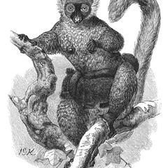 Female Black Lemur With Young (From Sclater, Proc. Zool. Soc., 1885)