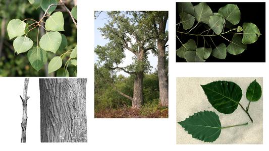 Populus composite : 1.  leafy branch of P. tremuloides, 2. large tree, 3. leafy branch and 4. bark of of P. deltoides;  5. leafy branch of P. grandidentata