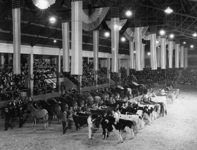 Cows and horses in the Stock Pavilion
