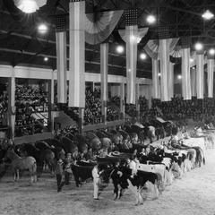 Cows and horses in the Stock Pavilion