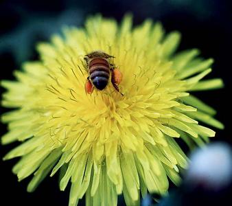 Flower head with bee of Dandelion