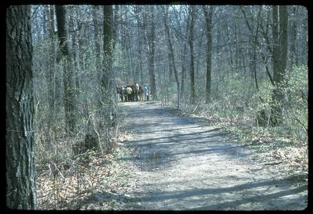 Children on the main trail, Madison School Forest