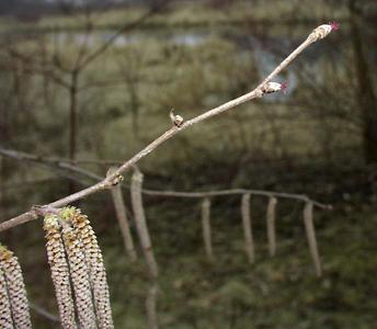 Branch with male catkins and buds with female flowers of Corylus