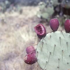 Opuntia cactus in fruit