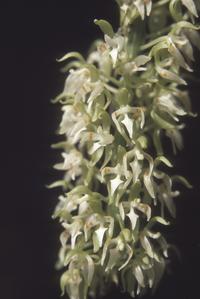 Notylia, an epiphyte orchid