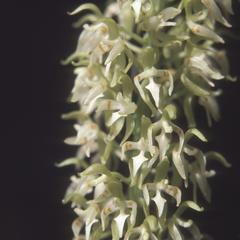 Notylia, an epiphyte orchid