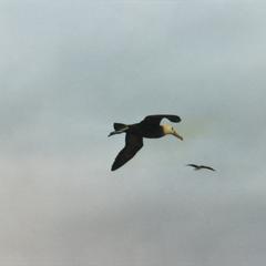 Waved Albatross (Diomedea irrorata)