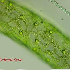 Hydrodictyon - reticulated chloroplast showing pyrenoides - with Anabaena