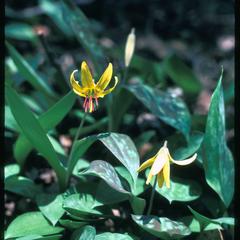 Erythronium americanum in bloom