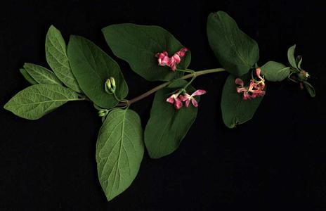Lonicera  branch with axillary flowers